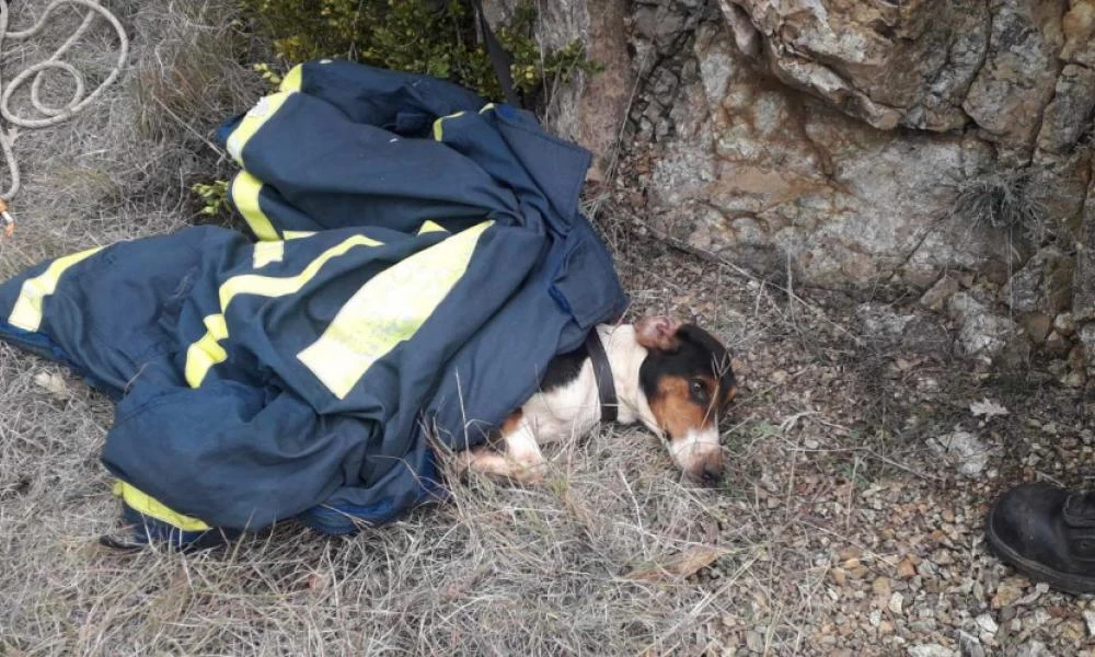 Κοζάνη: Σκύλος έπεσε σε πηγάδι - Διασώθηκε από την ΕΜΑΚ